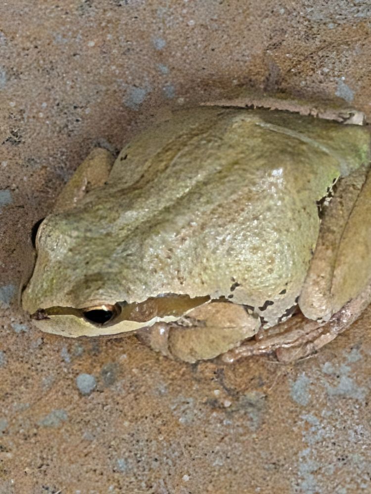 Very light green frog on a brick floor 
