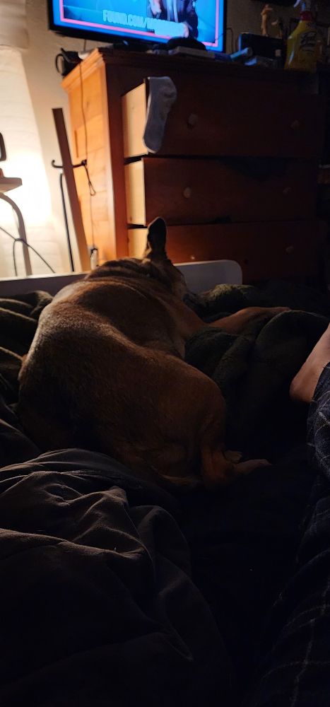 A dog with brown hues laying on a bed with a harsh light casting shadows in the background. Adorably the dog's ear is standing straight up 