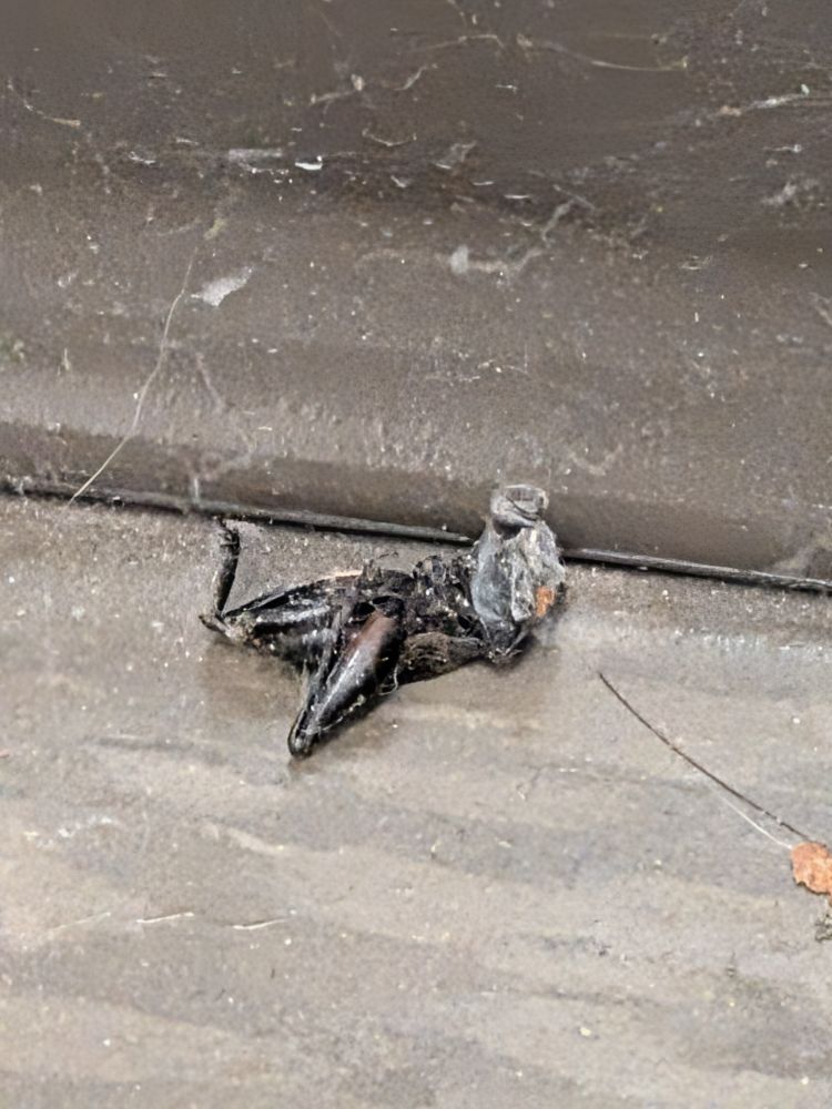 A dead spider or maybe a beetle? It could have some real thick legs