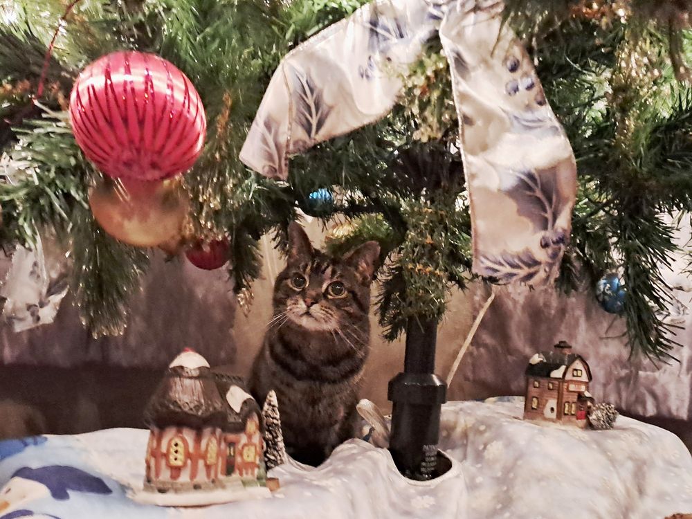 Chat sous un sapin de Noël 