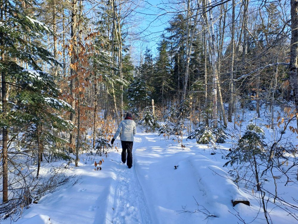 Sentier enneigé