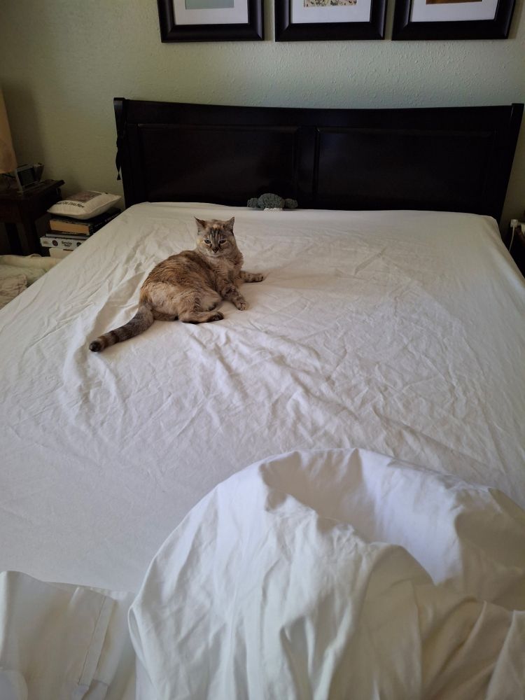 Cat helping make the bed