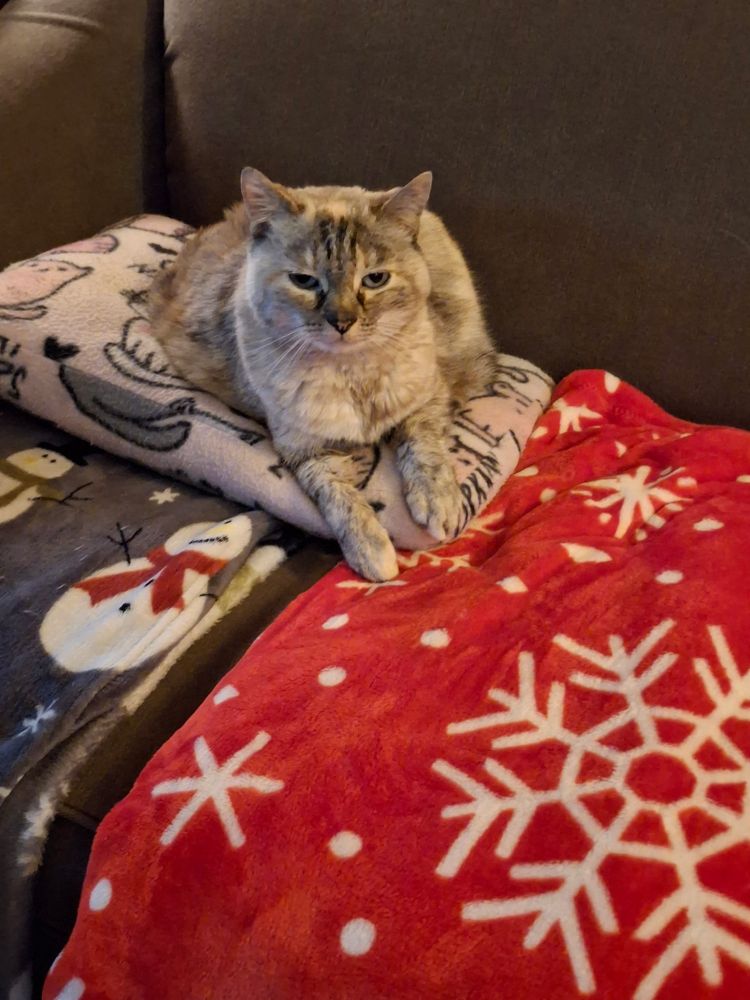 Kitty sitting on a pillow.