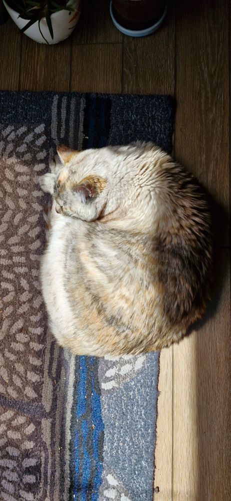 Cat in sunbeam.