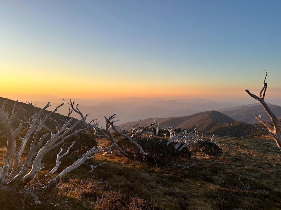 View across mountains near sunset with snow gum branches in the foreground