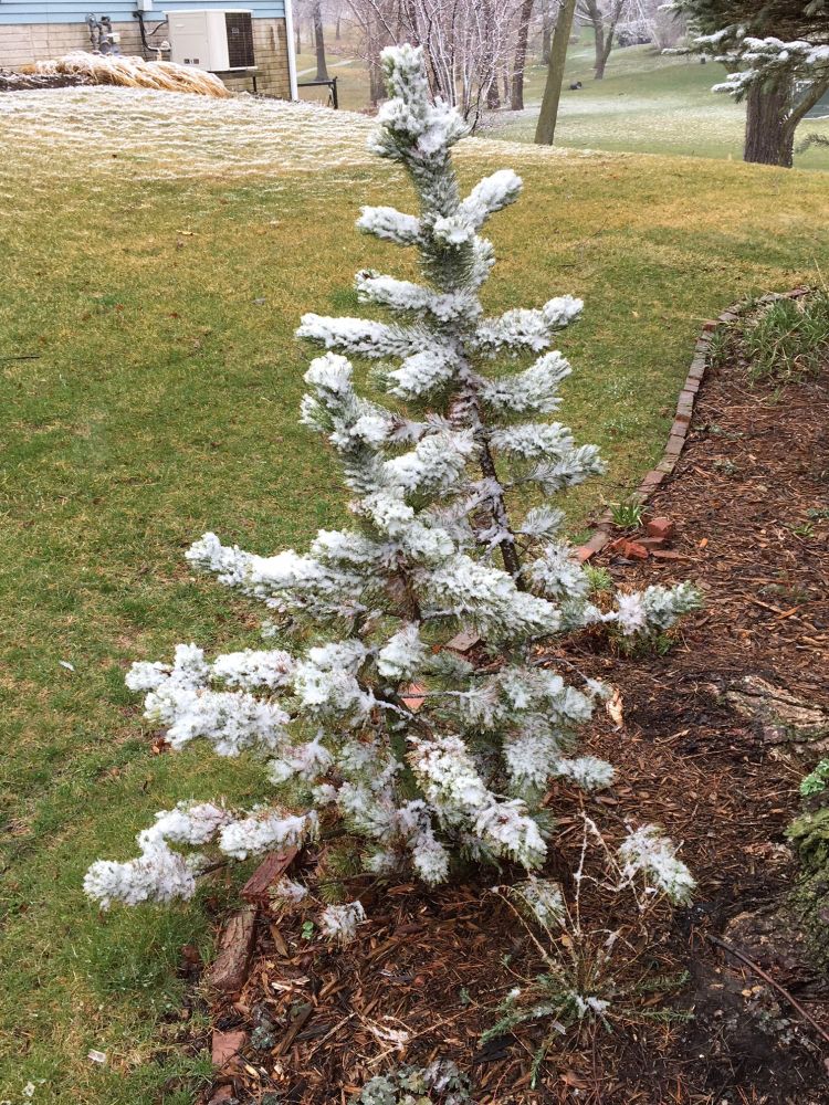 snow on bristlecone pine