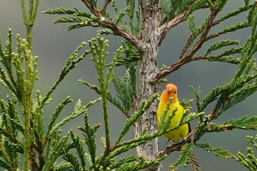 It’s got a red head and bright green body and it’s sitting in a tree. It’s a bird. Idk. 