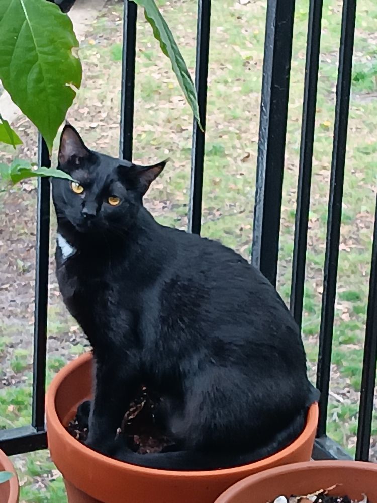 Black cat in a flower pot.