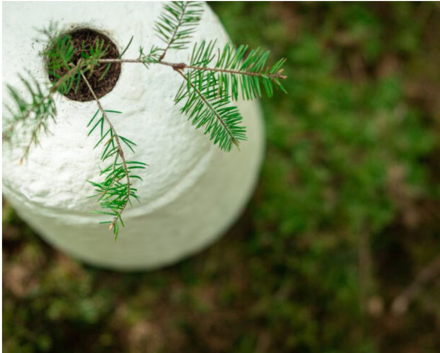 Ansicht der Urne von schräg oben. Hier ist zu sehen, dass der Tannenzweig in einer kleinen Vertiefung im Boden der Urne wächst.