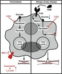 A schematic of a macrophage detailing glycolysis pathways in homeostasis and during allergic airway disease.