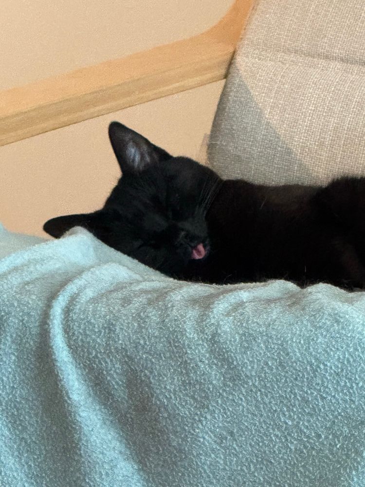 A black cat sleeping on a chair with a folded tongue sticking out.