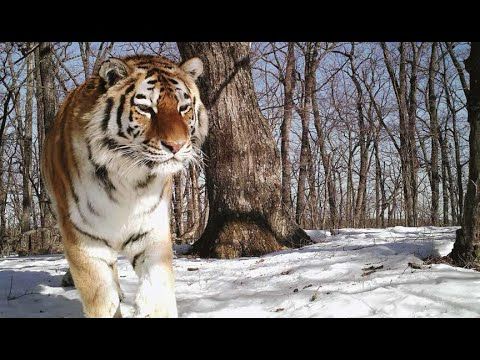 Sounds of the Amur tiger! Bet you've never heard!