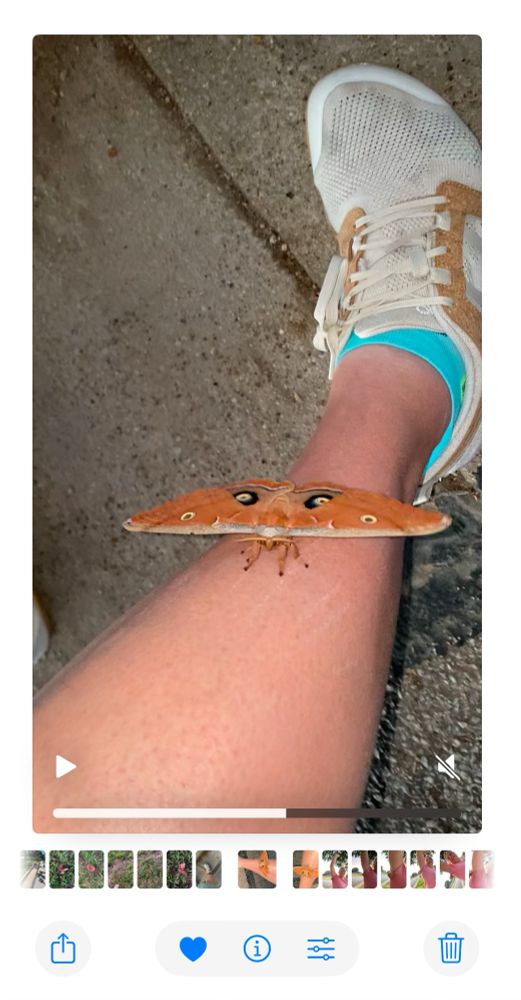 Screenshot of a freeze frame of video of a giant moth climbing human leg without explanation.