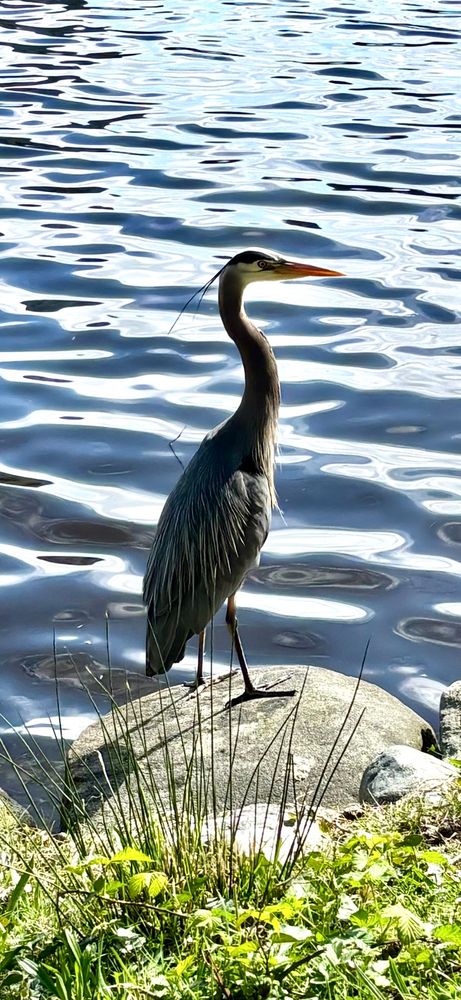 A great blue heron posing on a rock with water in background 