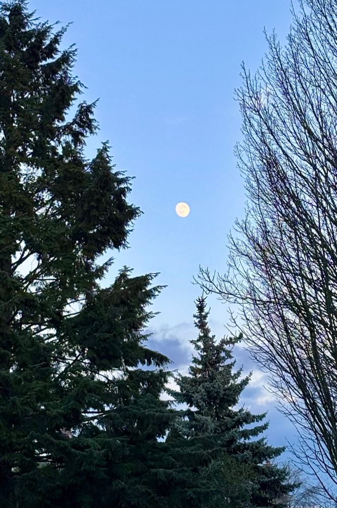 The moon as seen between two trees 