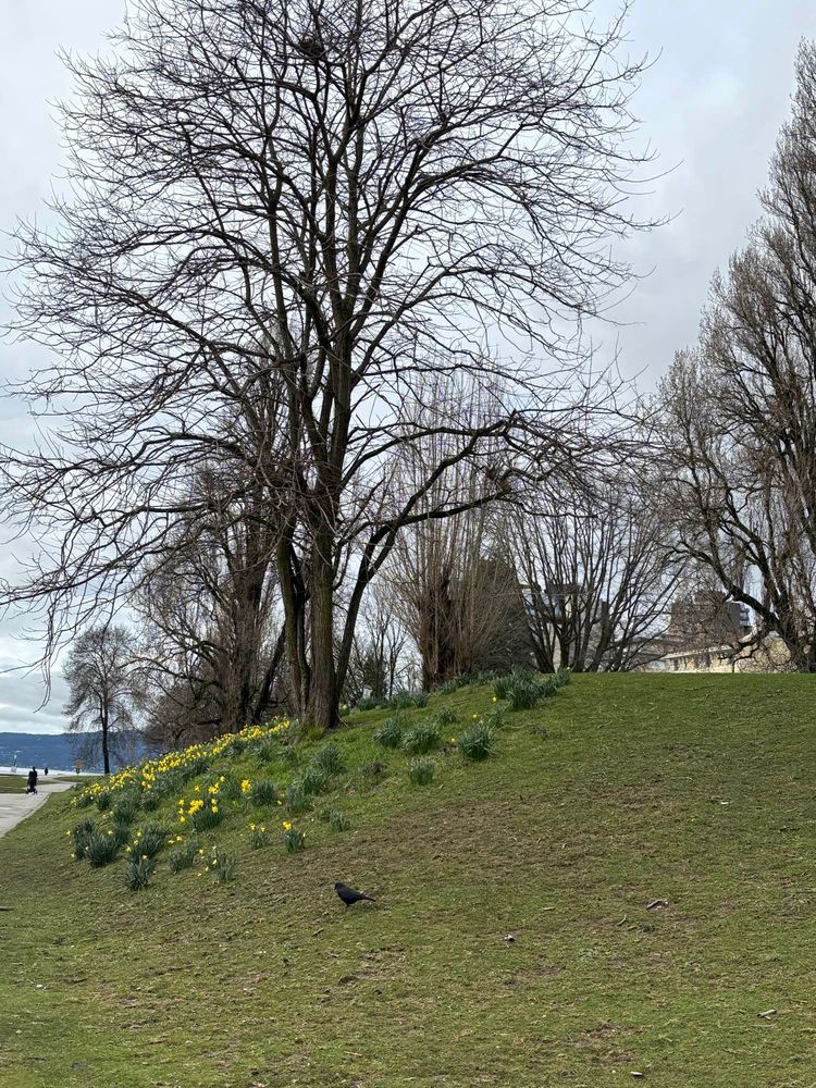 Some daffodils on the side of a hill, trees, and a crow.  A bit of seawall on the left