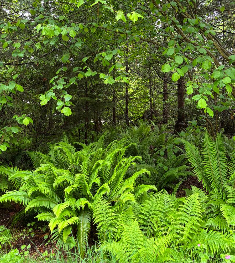 Ferns in a forest with trees in background 