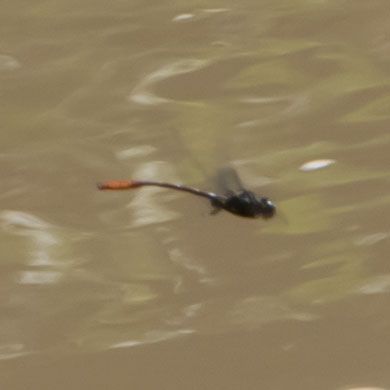 A blurry photo of a dragonfly with a bright orange clubbed abdomen tip. It is whizzing unphotographically over blurry brown water (the C&O Canal)