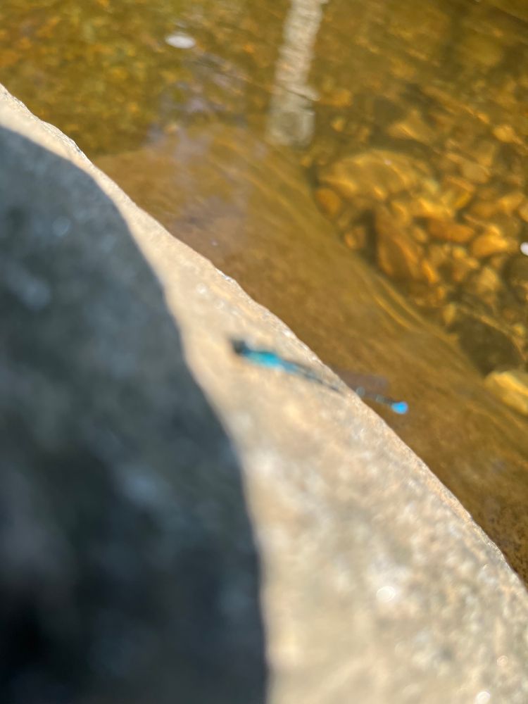 A rock, partly in shadow, with a very blurry blue insect that is probably a damselfly perched on it, above greenish water