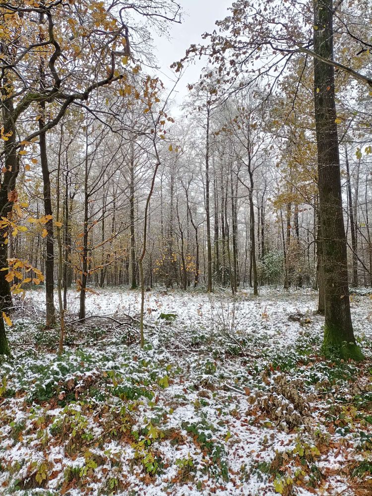 first snow in the woods, golden autumn foliage partially covered