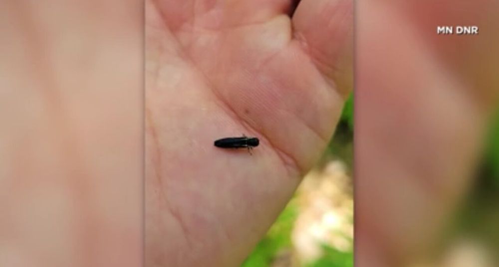 Invasive insect is threatening Minnesota's oak trees, DNR says