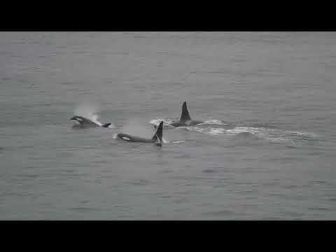 Jpod in Active Pass! February 3, 2025