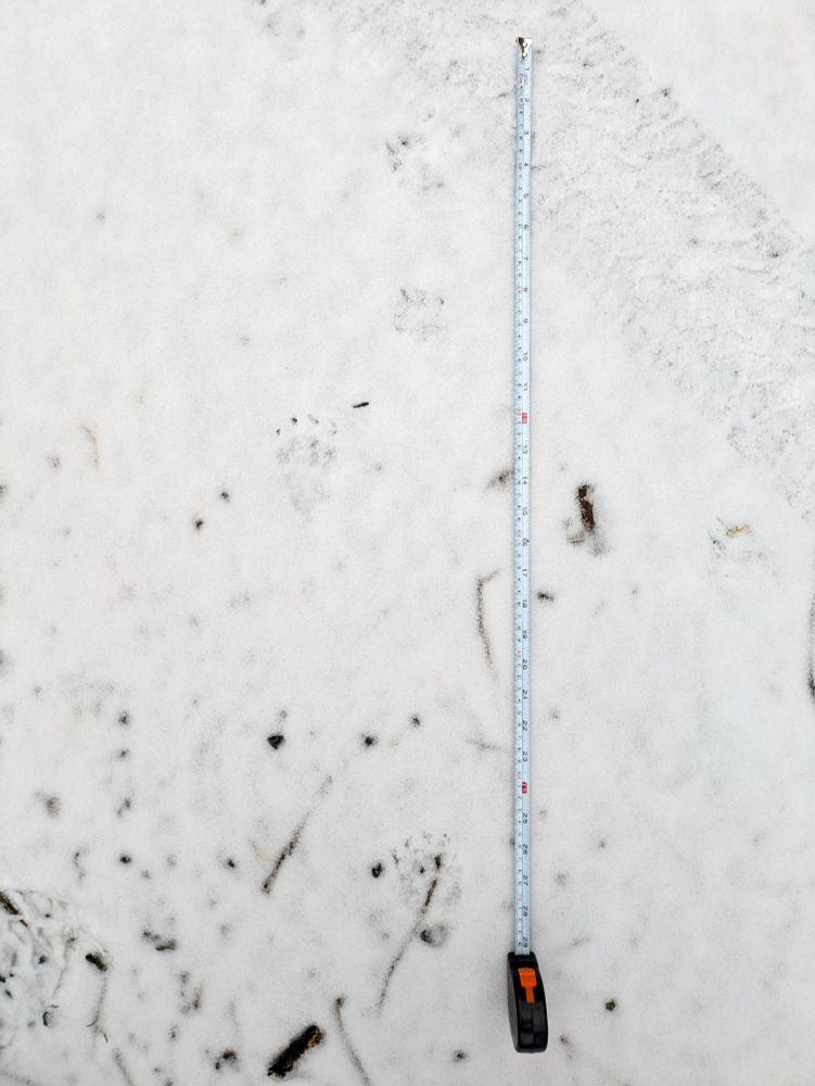 Stopy jezevce lesního 