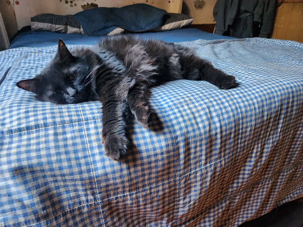 Gata negra relajada a los pies de una cama.