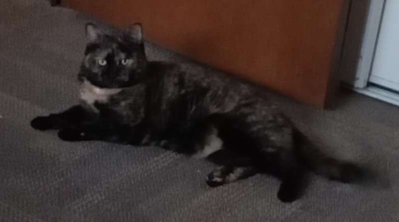 Cat relaxing on carpet