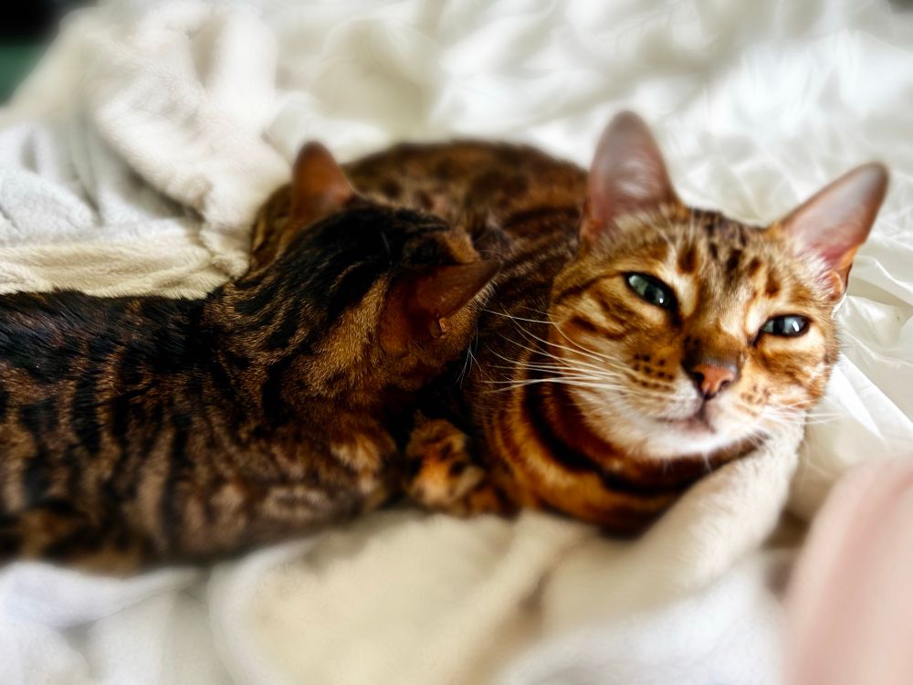 Two Bengal cats nestled on a bed.