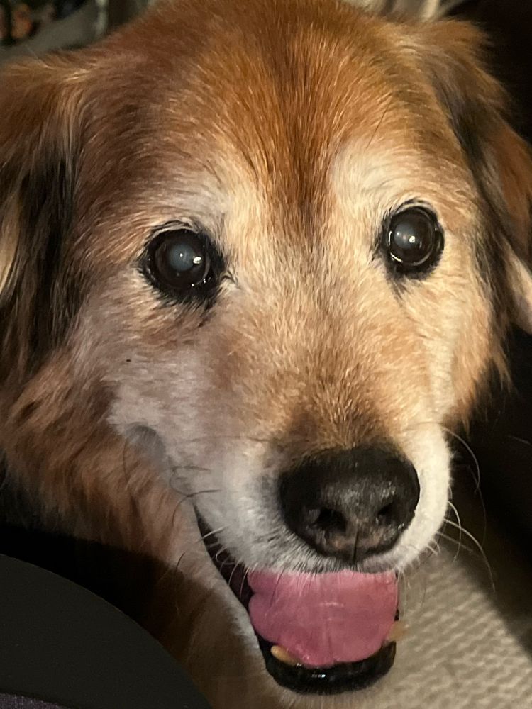 Picture of my dog, Milo