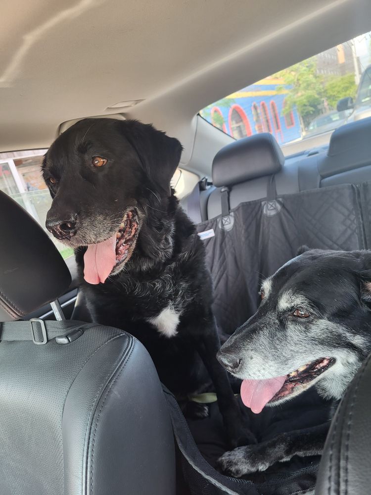Photograph of two old black labs sitting in the back seat of a sedan, excited for their car ride.