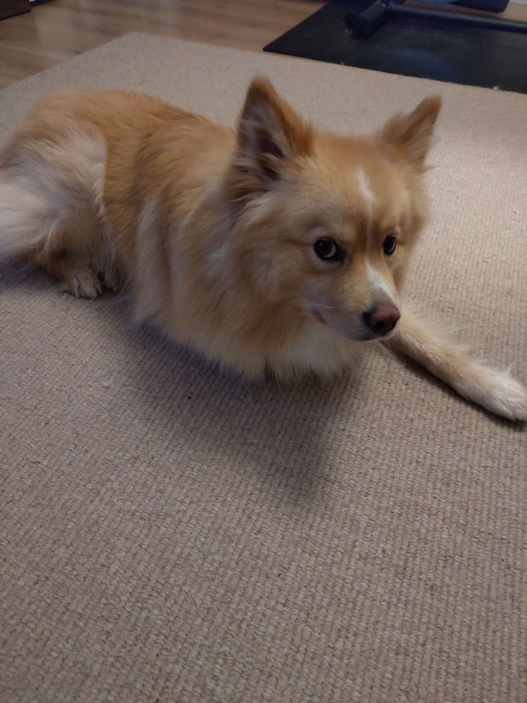 A cream-coloured Finnish Lapphund lying on a beige carpet, looking at the camera. Only three of his legs are visible. What has happened to the fourth? We will never know.