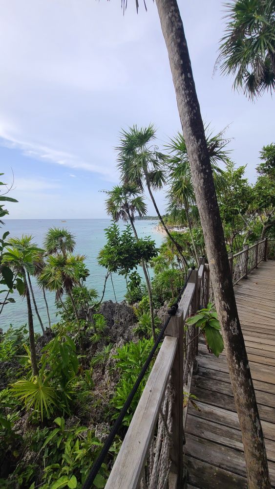 Palms on fossilized coral, overlooking blue waters and a sandy beach
