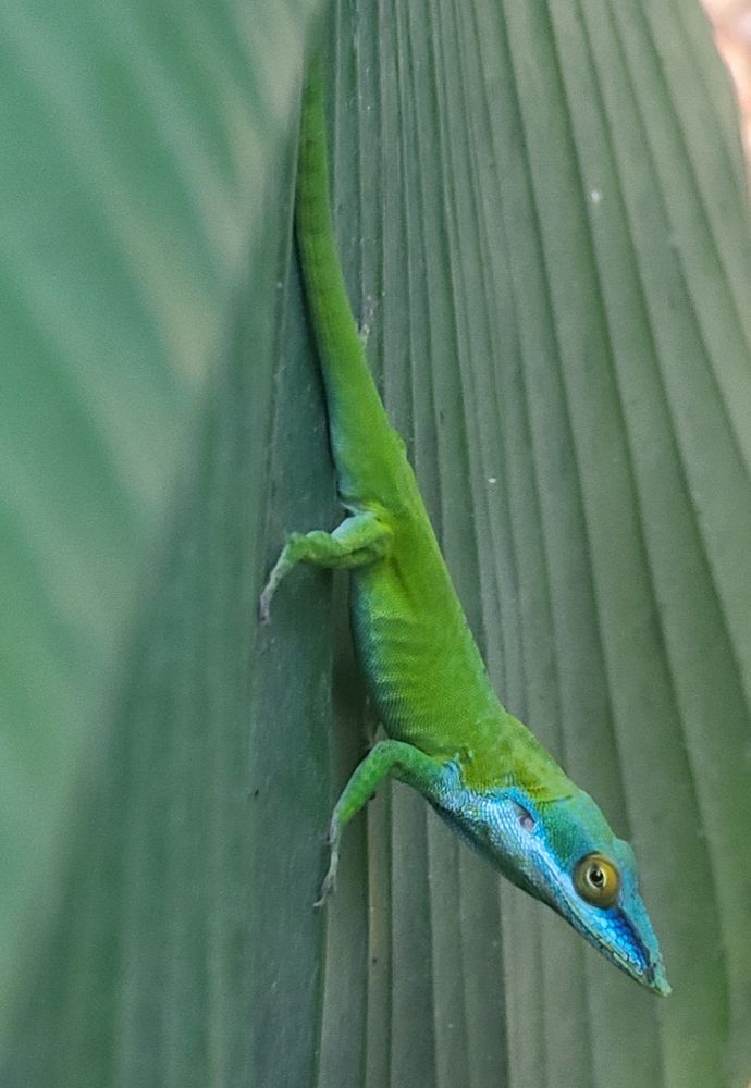 Anolis allisoni, also called Allison's anole, or Cuban Blue anole on a green palm leaf 