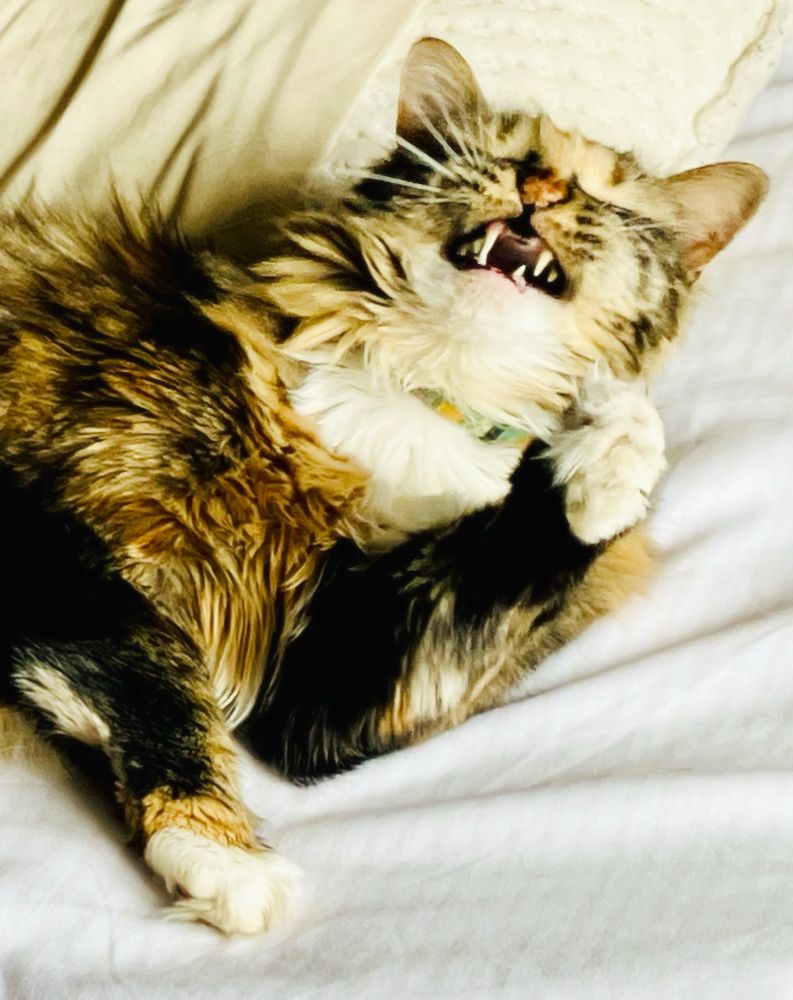 Long haired tortoiseshell cat showing her teeth 