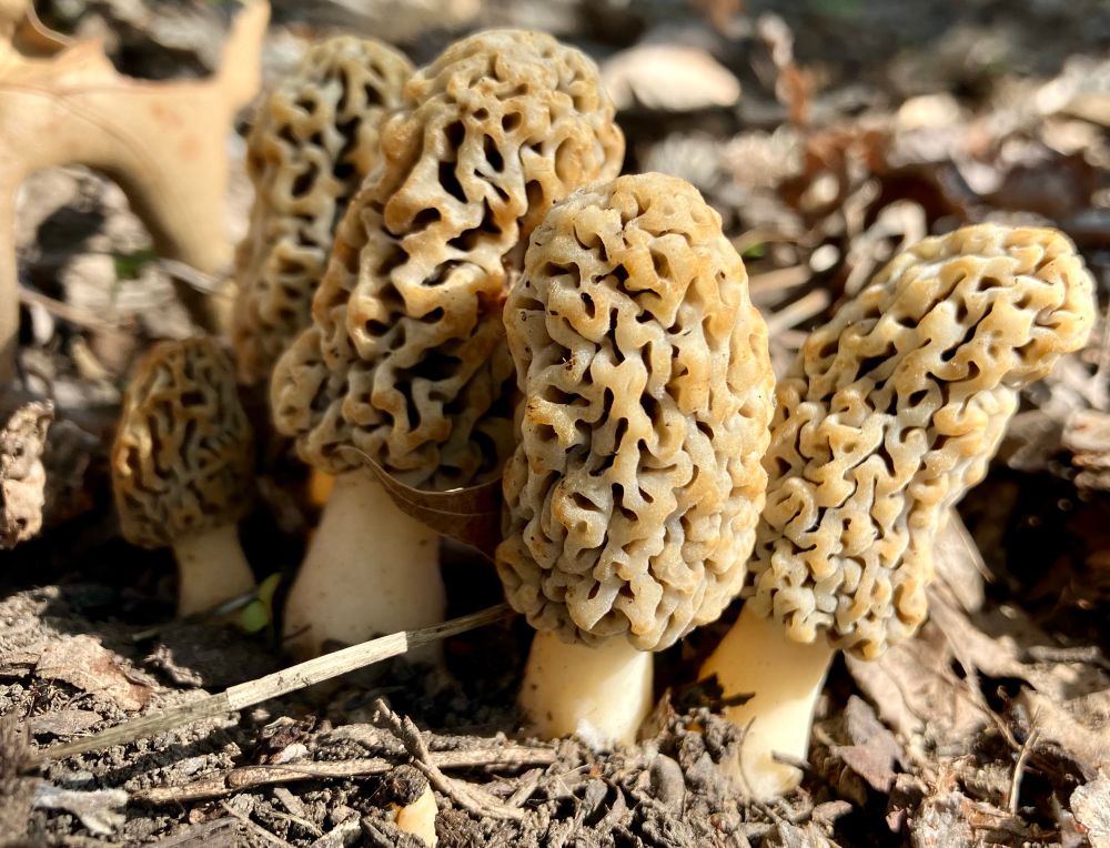 A cluster of young morel mushrooms emerging from the soil 