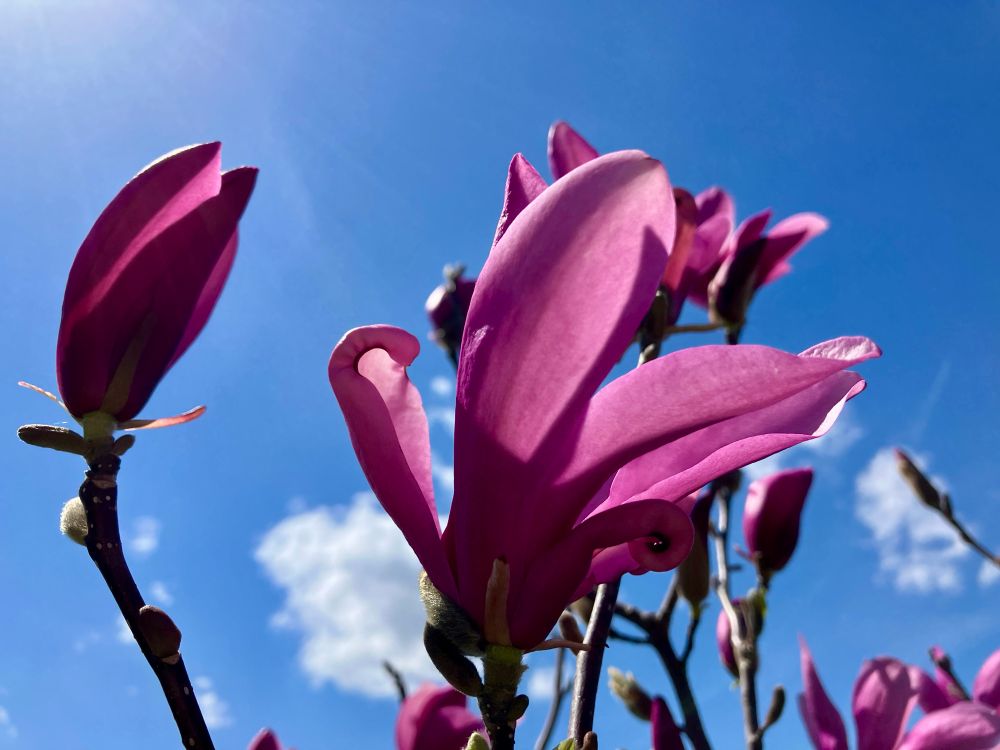 Magnolia blooms against a blue 