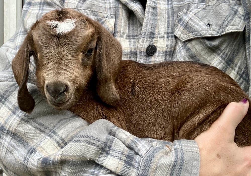A brown baby goat with a white star in his forehead. He’s being held in someone’s arms. 