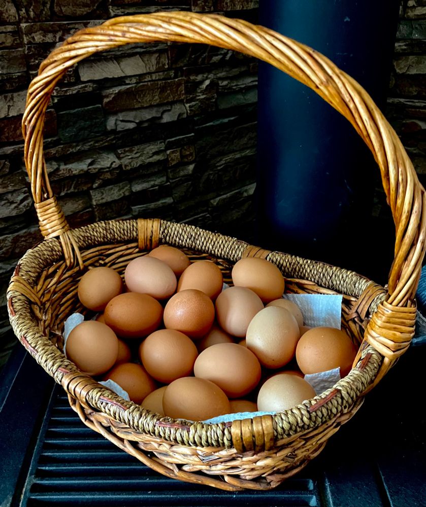 A basket of fresh brown eggs