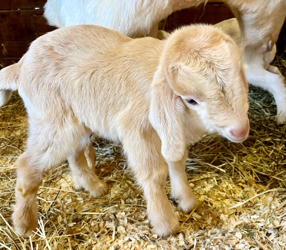 Newborn baby goat with light tan fur and droopy ears 