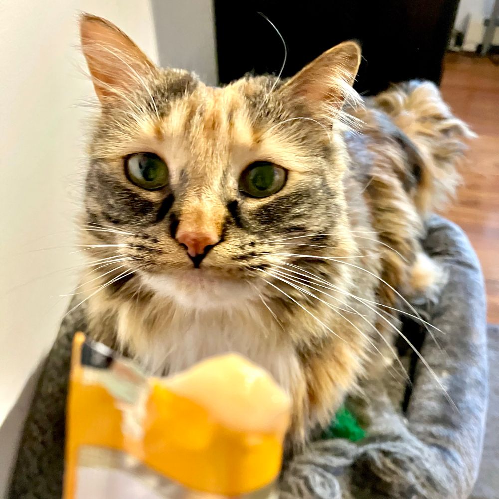 A torbie cat looks longingly toward her chicken tube