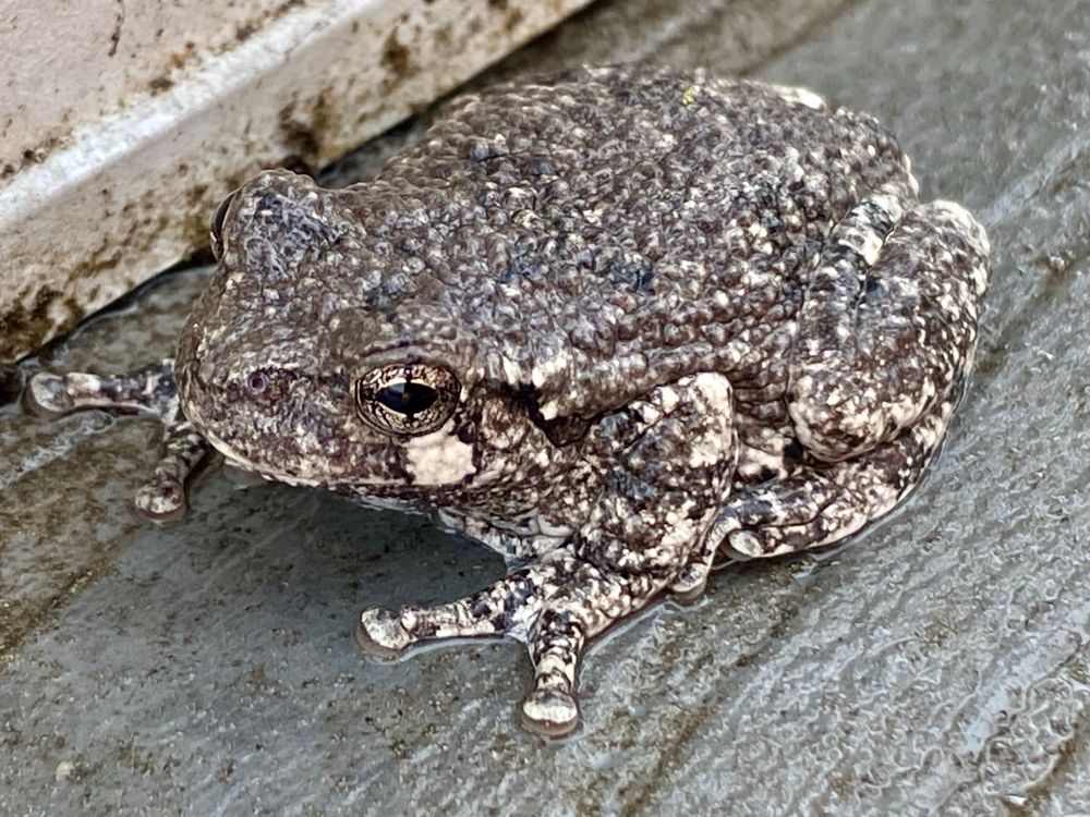 Grey tree frog on a grey deck