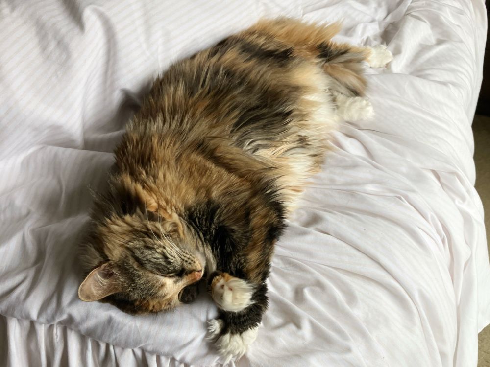 Long haired tortoiseshell cat sleeping on a white covered 