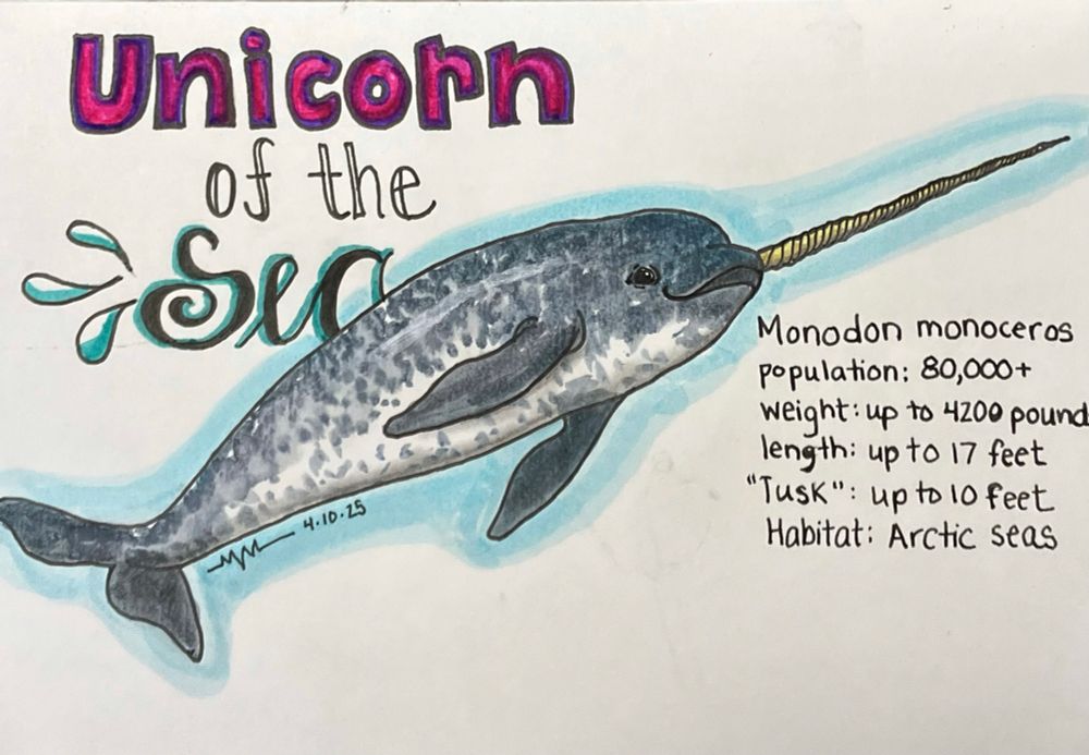 Watercolor and ink sketch of a narwal, with “unicorn of the sea” and basic facts written 