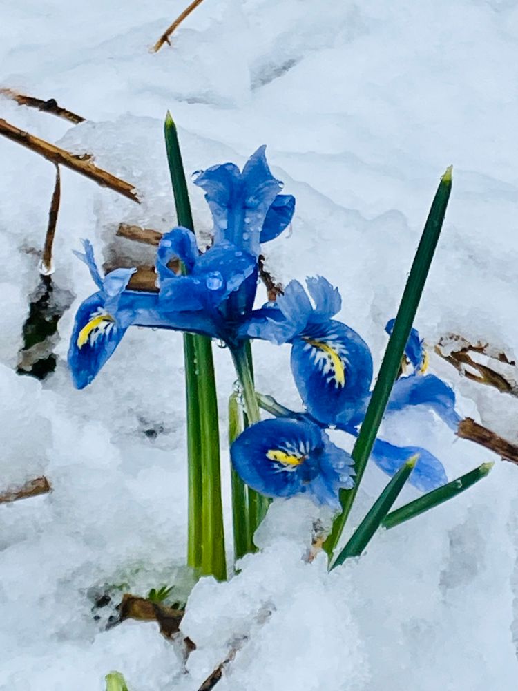 Iris reticulata blooming in the snow 
