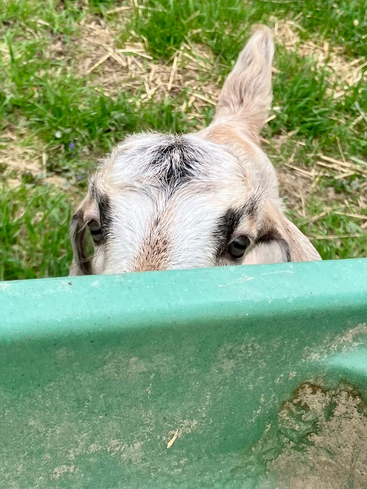 Baby goat with grey and tan coloring and black stripes near eyes peeks at camera from behind a green play table