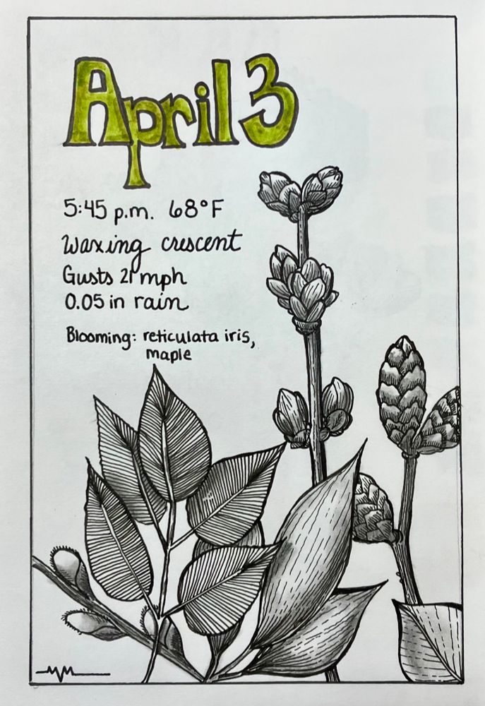 Ink line drawing of leaves and twigs