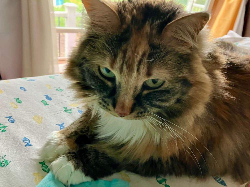 Long haired torbie cat glaring at me for laying in my own bed…