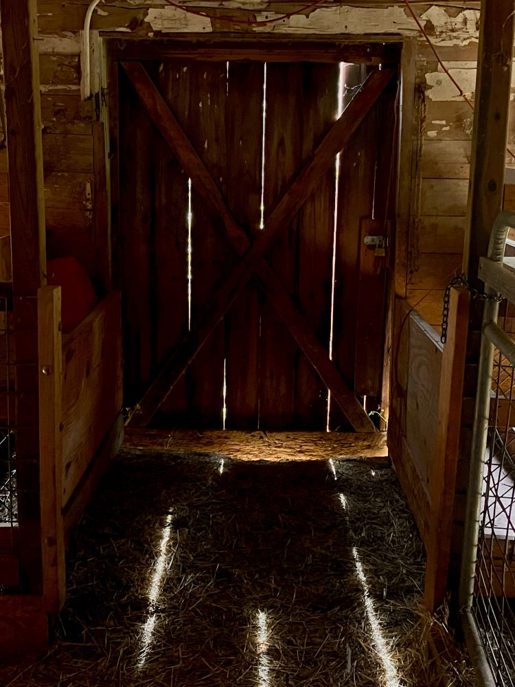 Sunlight through slits in an old barn door- it’s shining on a hay covered floor